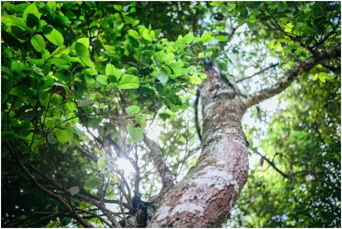 A tall tea-tree trunk beneath a leafy canopy