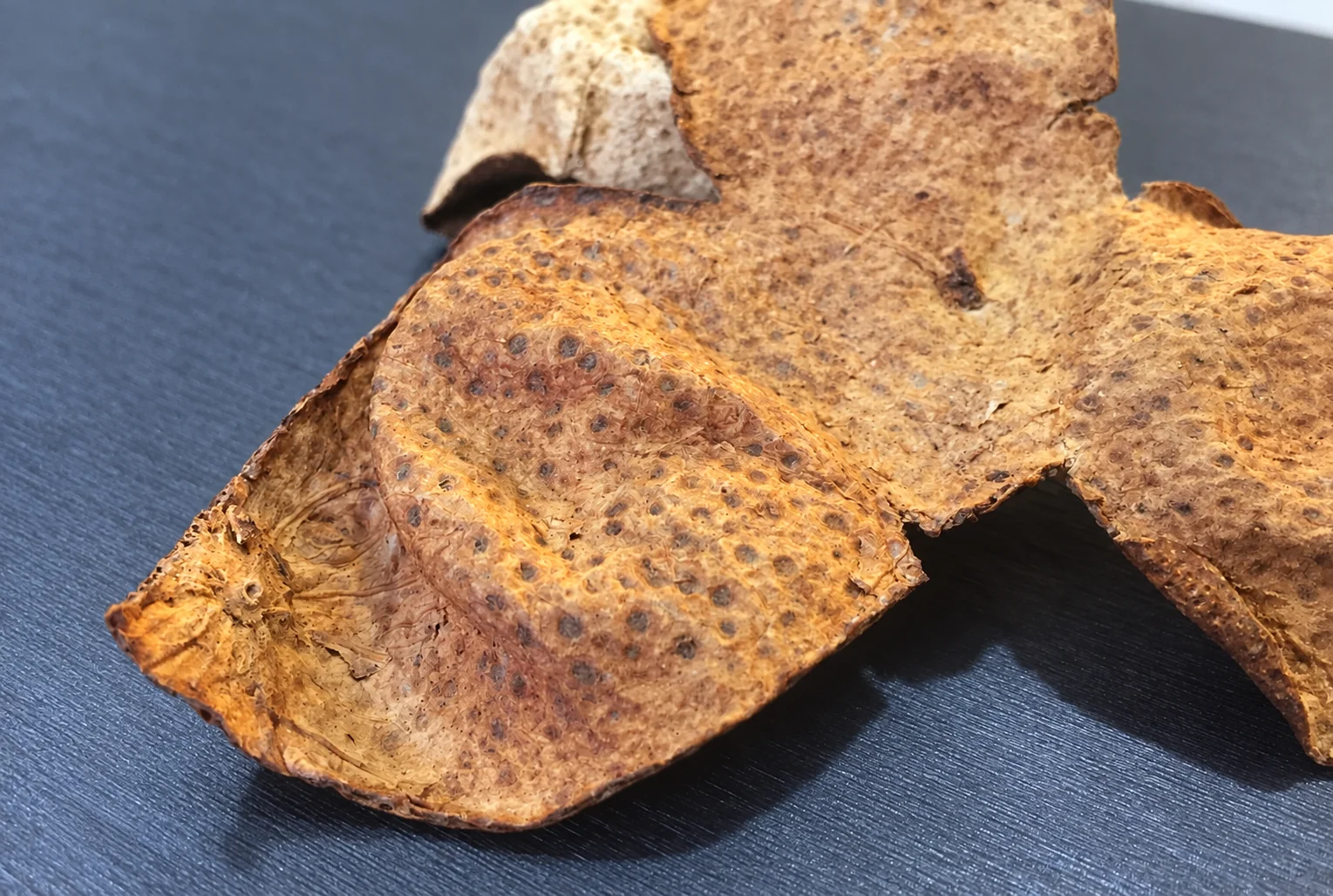 Close view of oil-gland texture on a dried peel sample