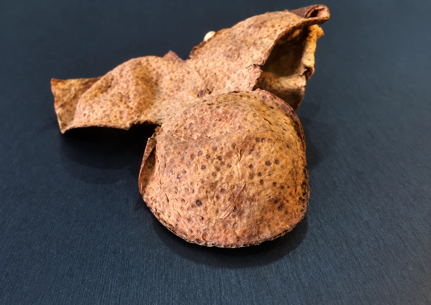 Three-lobed dried peel sample for visual inspection