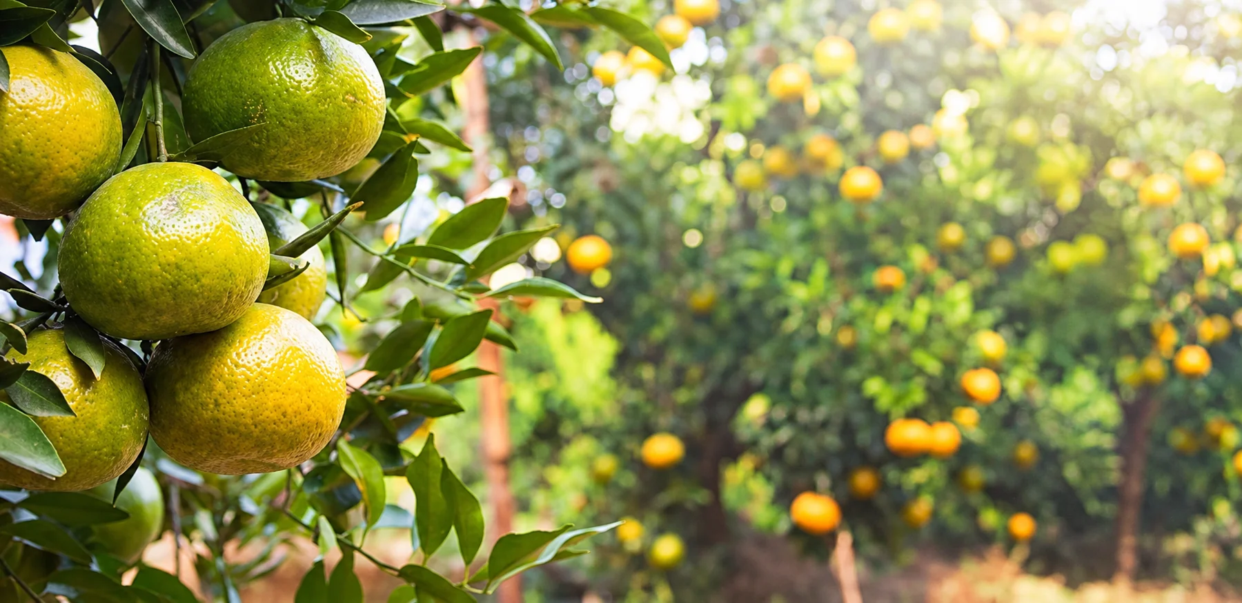 Green citrus fruit growing on a leafy branch