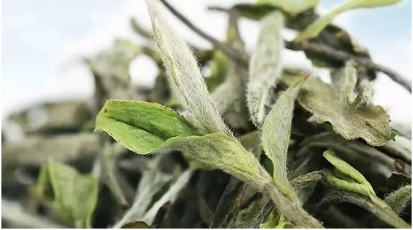 Close-up of fine white hairs on Fuding white tea buds