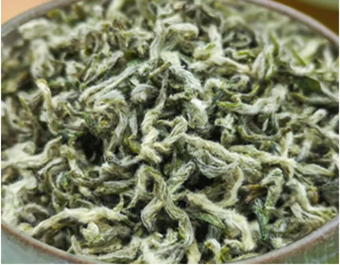 Duyun Maojian leaves illustrated in the supplied regional green tea guide