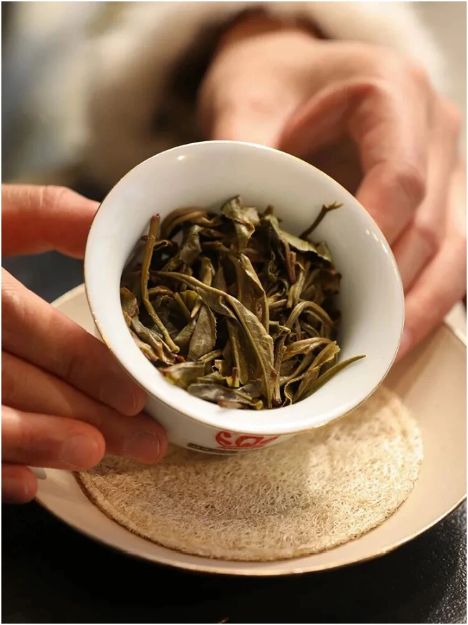 Hands presenting brewed leaves in a white gaiwan