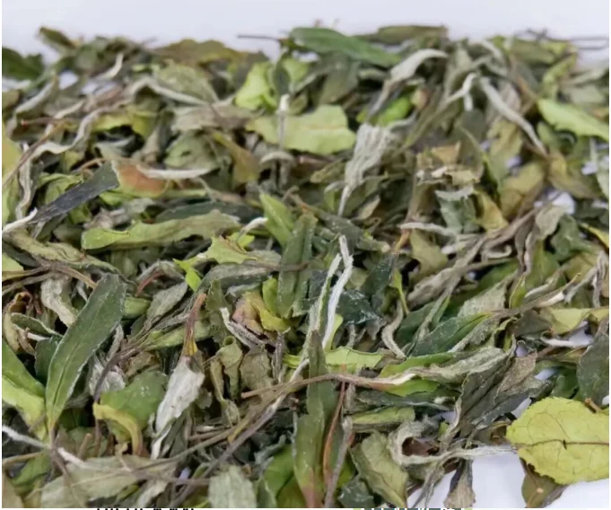 Fresh-looking green and silver leafy white tea in close-up