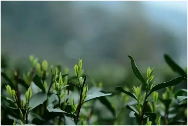 Fresh tea shoots with softly focused hills behind