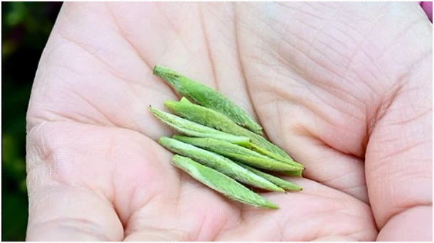 Fresh white tea buds held in the palm of a hand