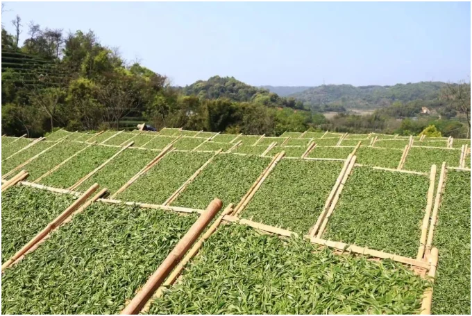 Fresh white tea leaves spread across outdoor drying frames