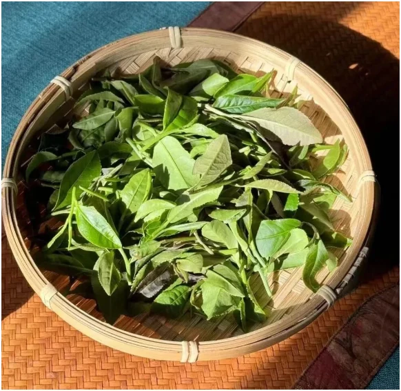 Freshly picked green tea leaves in a round bamboo basket