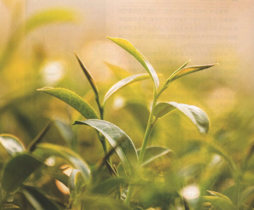 Fresh tea shoots lit by warm sunlight