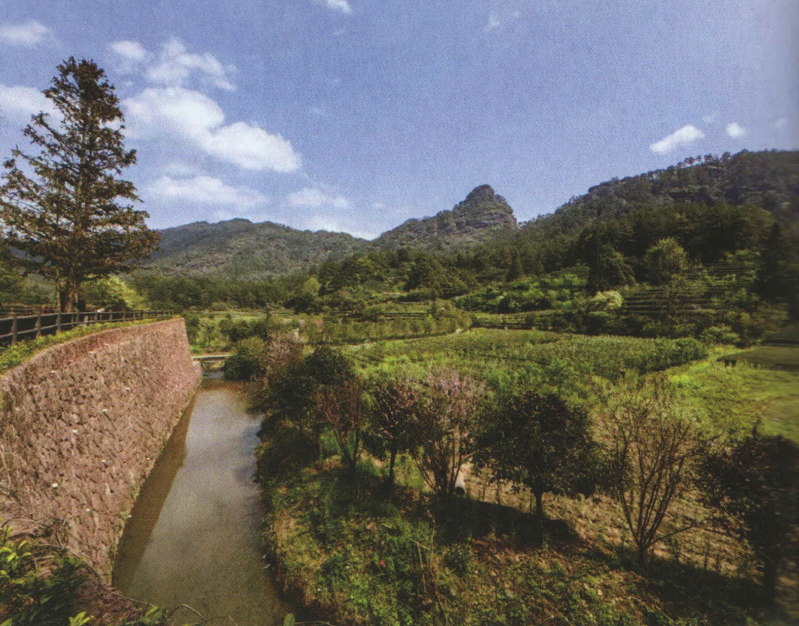 Tea garden beside a stone-lined water channel and wooded hills