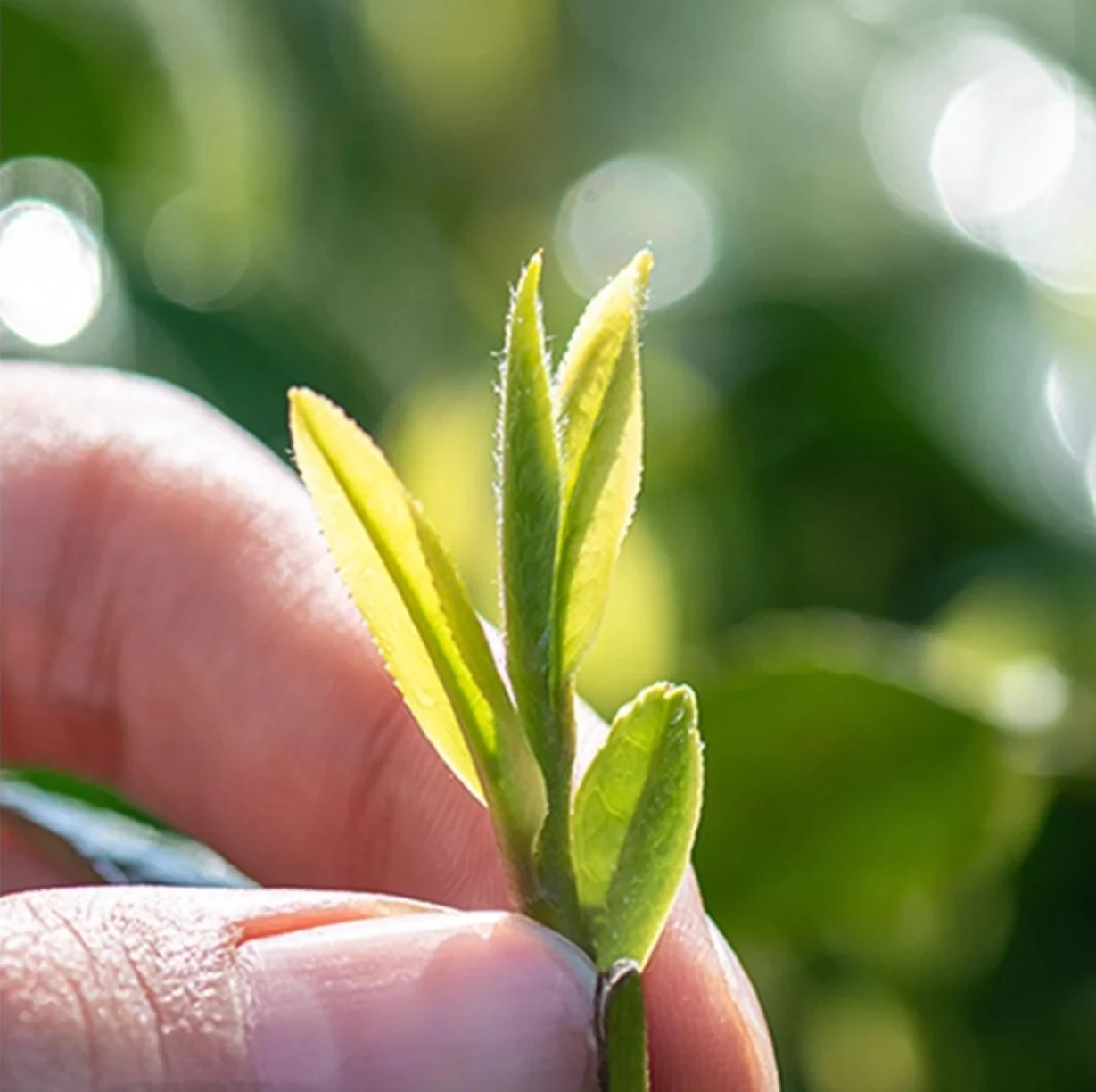 Freshly picked tea leaves in Gong Pai brand photographs