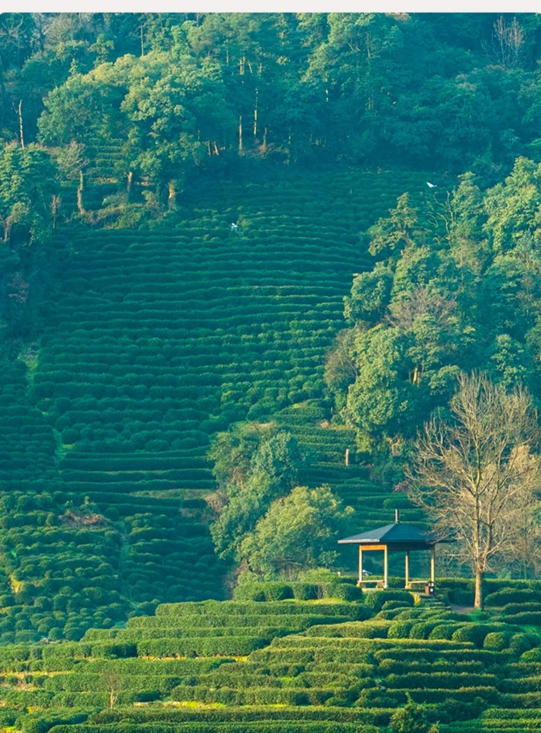 Tea garden landscape in Gong Pai brand photographs