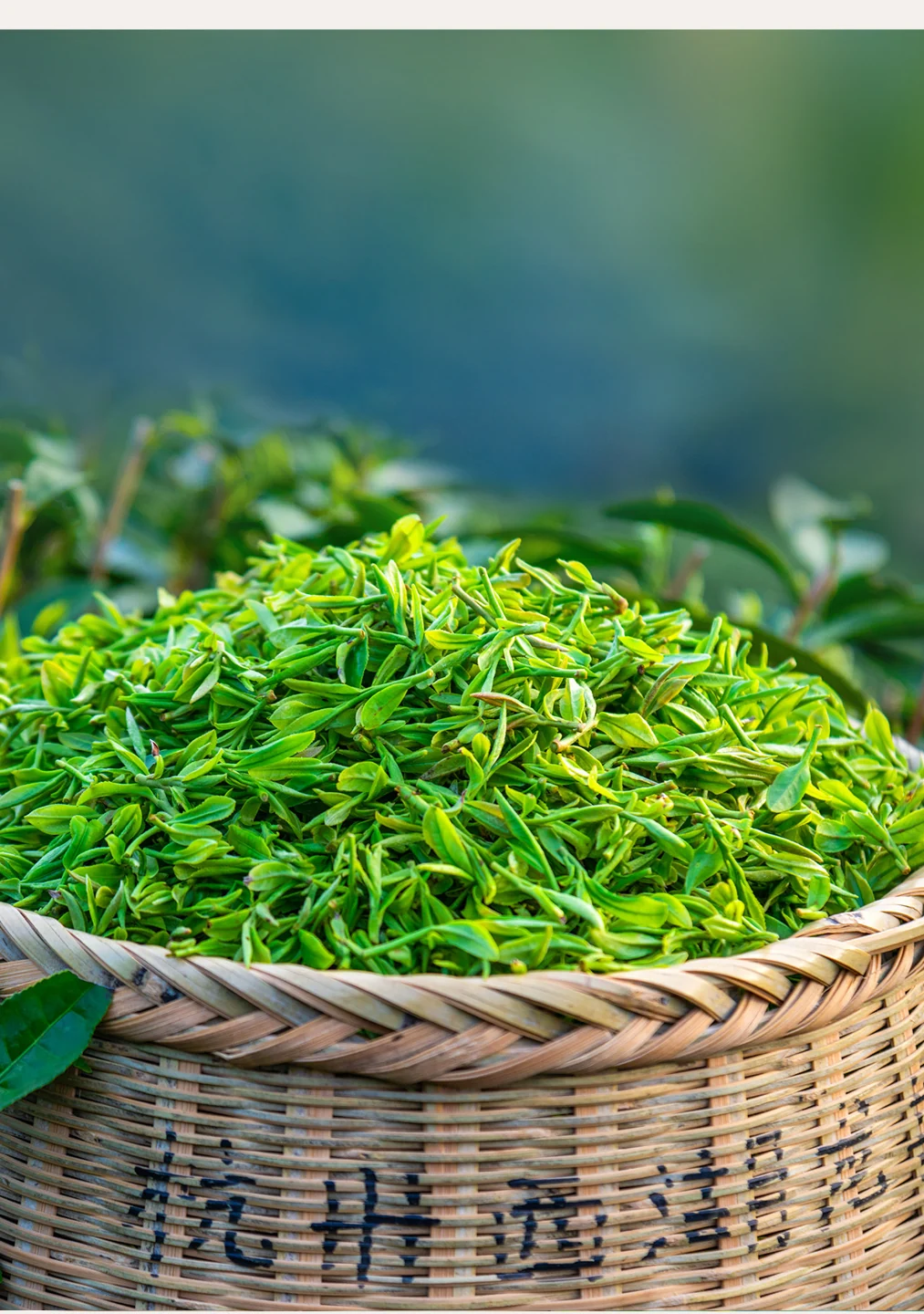 Freshly picked tea leaves in Gong Pai brand photographs