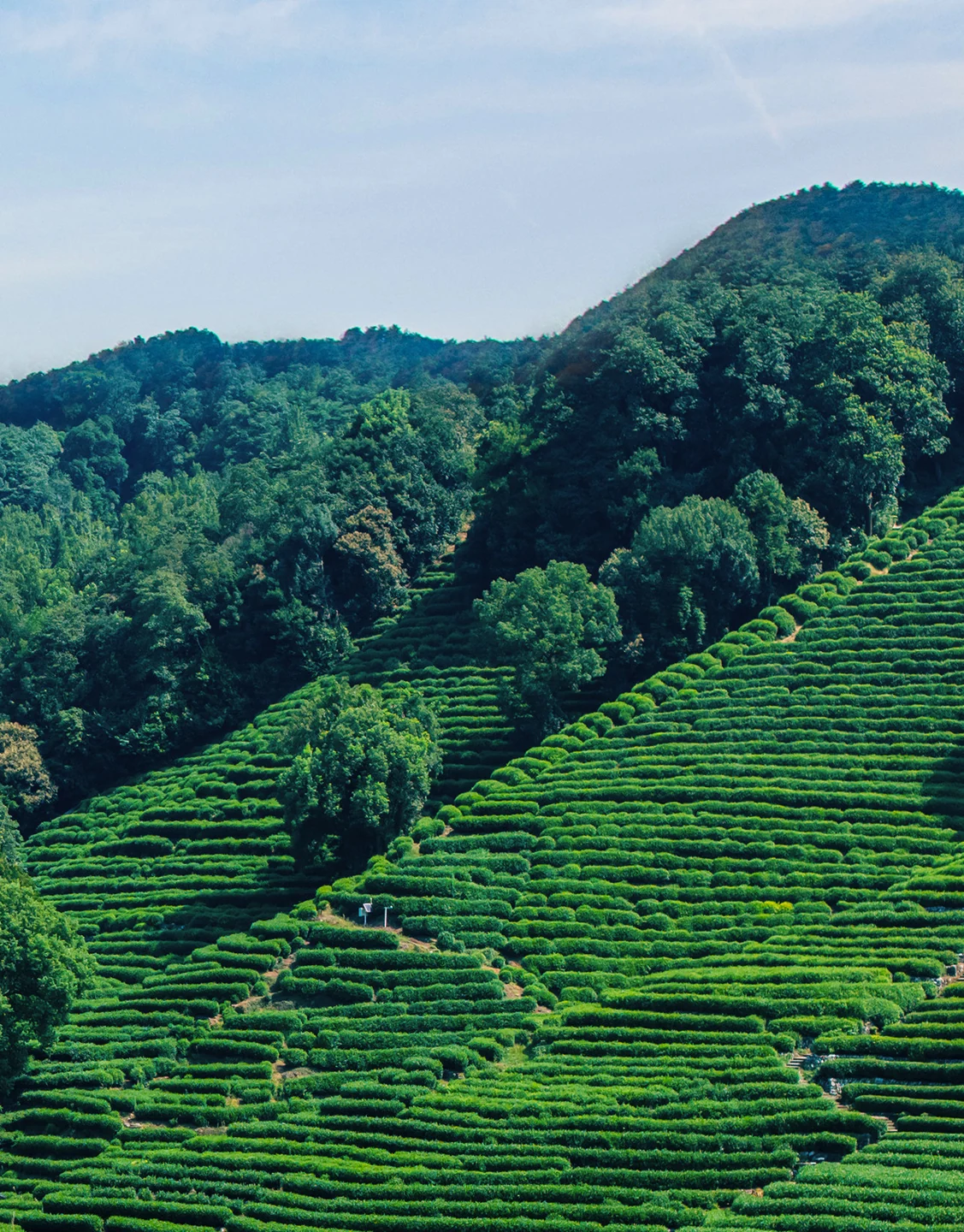 Tea garden landscape in Gong Pai brand photographs