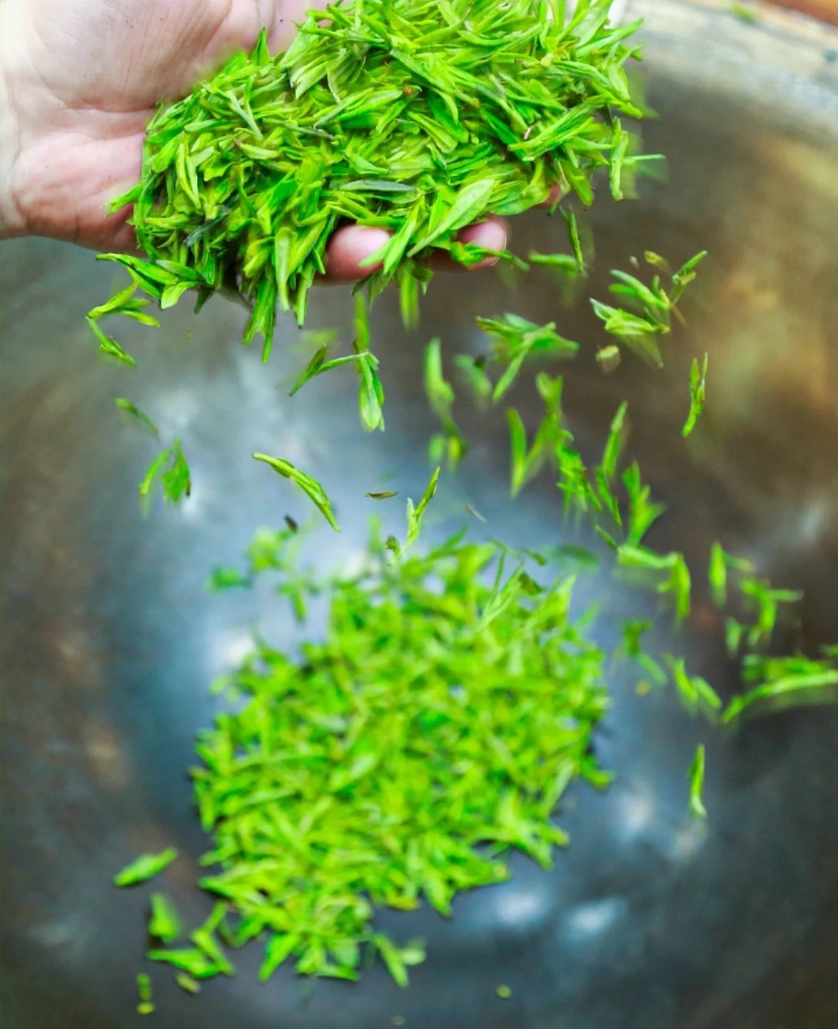 Fresh tea leaves being handled in Gong Pai brand photography