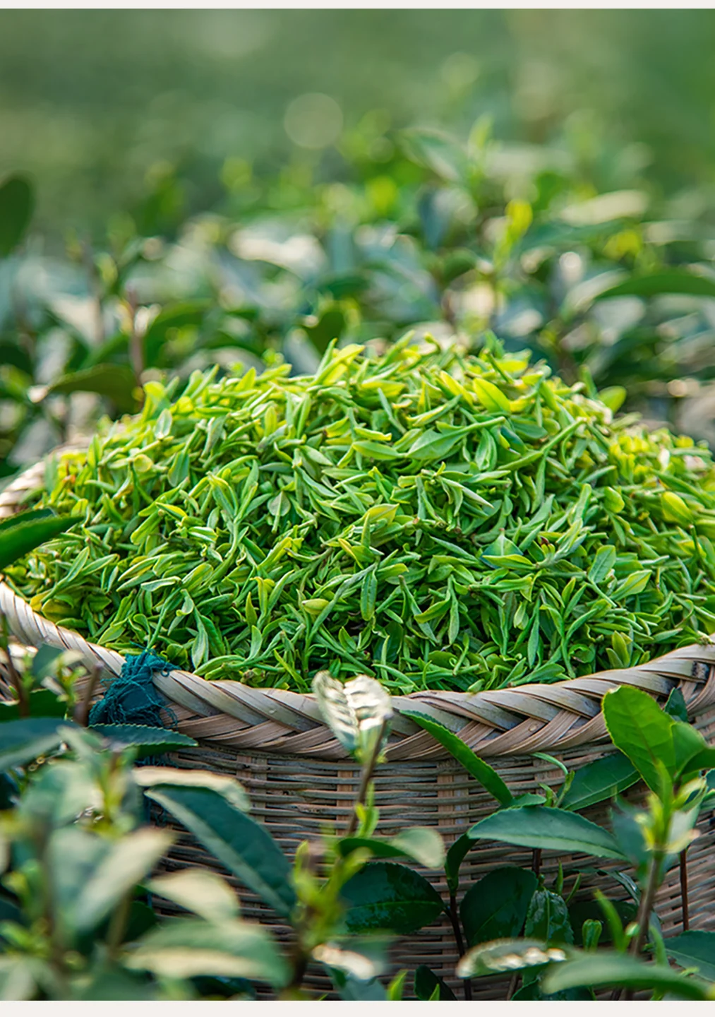 贡牌品牌资料中的新鲜茶叶