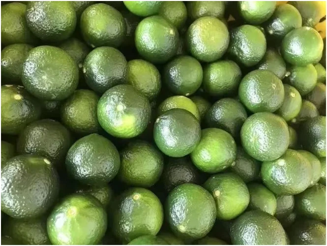Green mandarin fruits before drying and filling