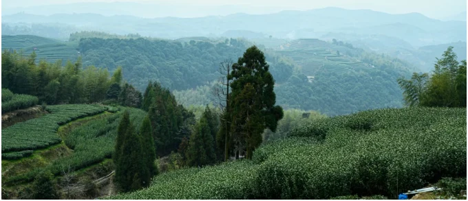 Green tea-growing hills in the supplied Fuding white tea guide
