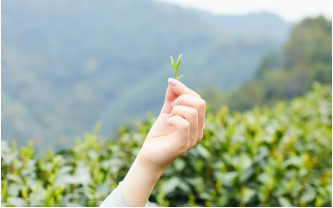Hand holding a tender tea shoot above a green tea garden