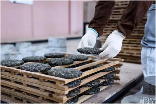 A worker handling tea cakes on wooden racks