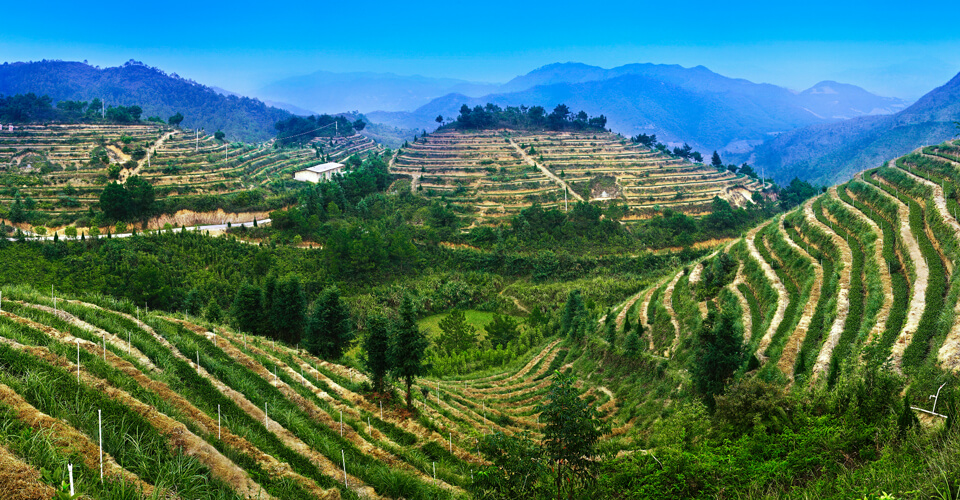 Huaxiangyuan tea estate landscape