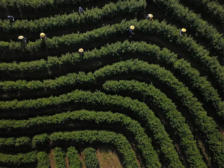 Tea pickers among rows of bushes in a photograph published in 2018
