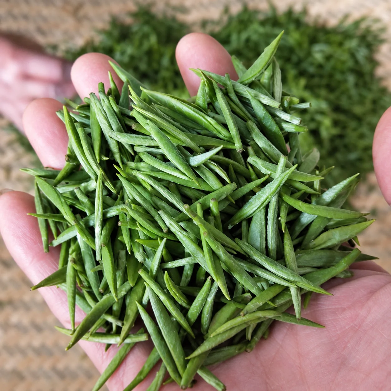 Fresh green tea buds held in a hand before processing