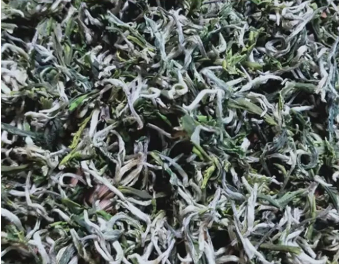 Lechang Baimao leaves illustrated in the supplied regional green tea guide