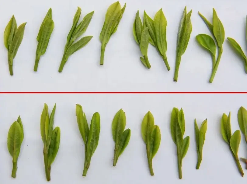 Two rows of fresh tea shoots separated by a red line