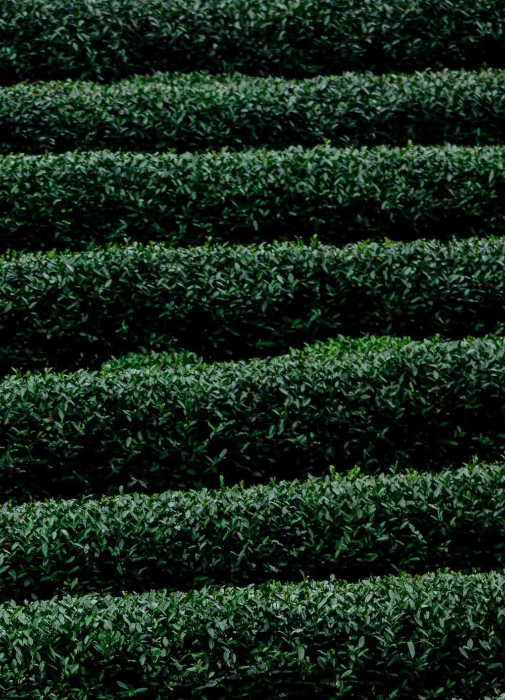 Aerial view of tea bushes planted in regular rows