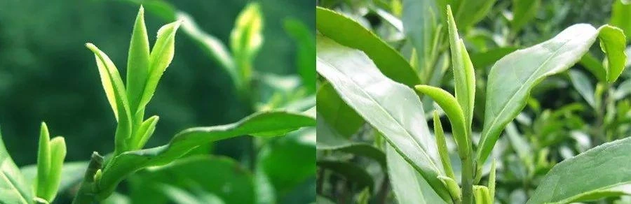 Tea shoots identified as Longjing 43 in the supplied article