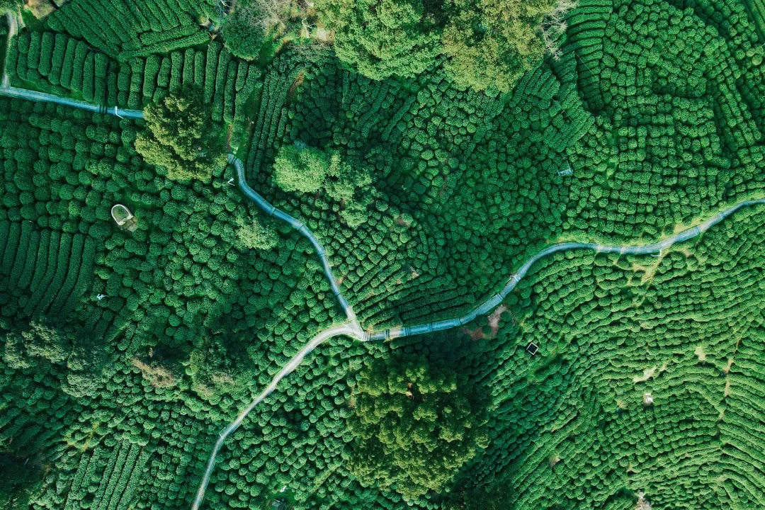 Tea garden showing different planting patterns from above