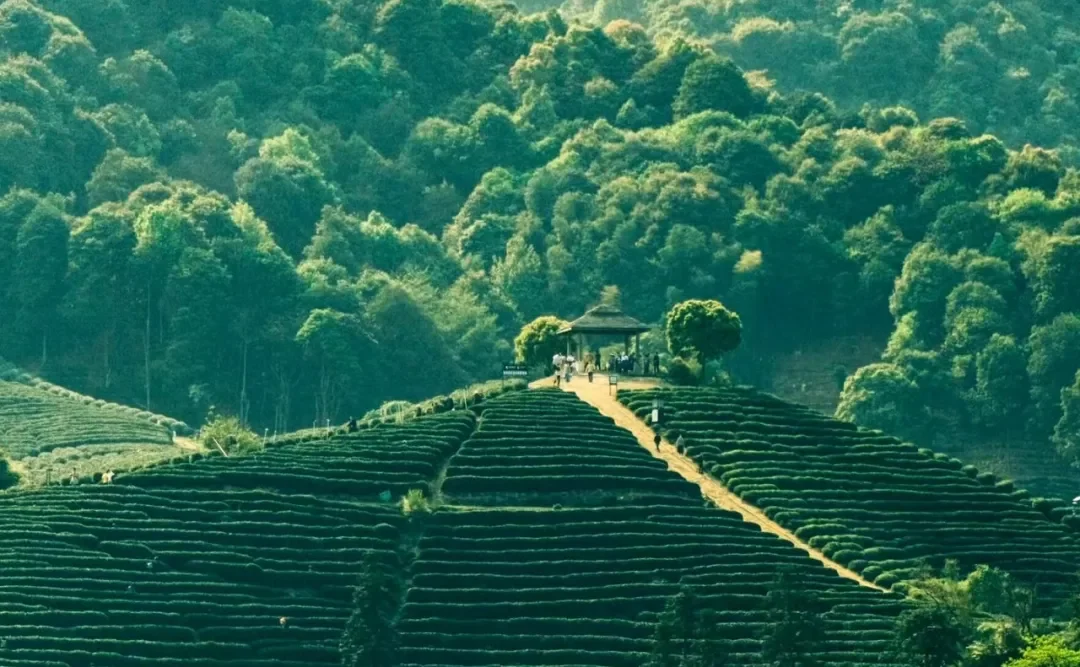 Terraced tea gardens bordered by wooded hills