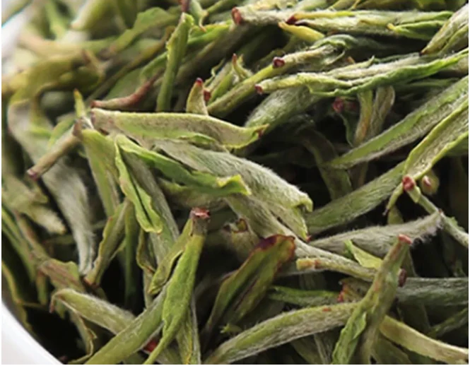 Lushan Yunwu leaves illustrated in the supplied regional green tea guide