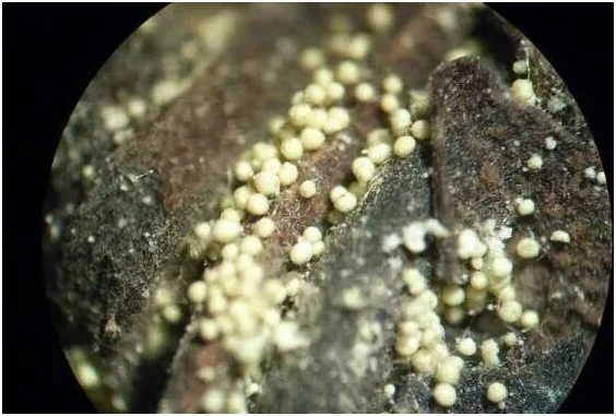 Magnified pale round fungal structures in the provided tea photograph