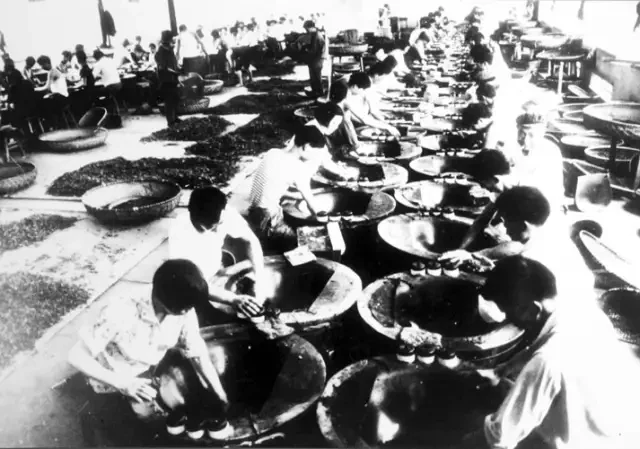 An archival photograph of tea makers working at individual pan-firing stations.