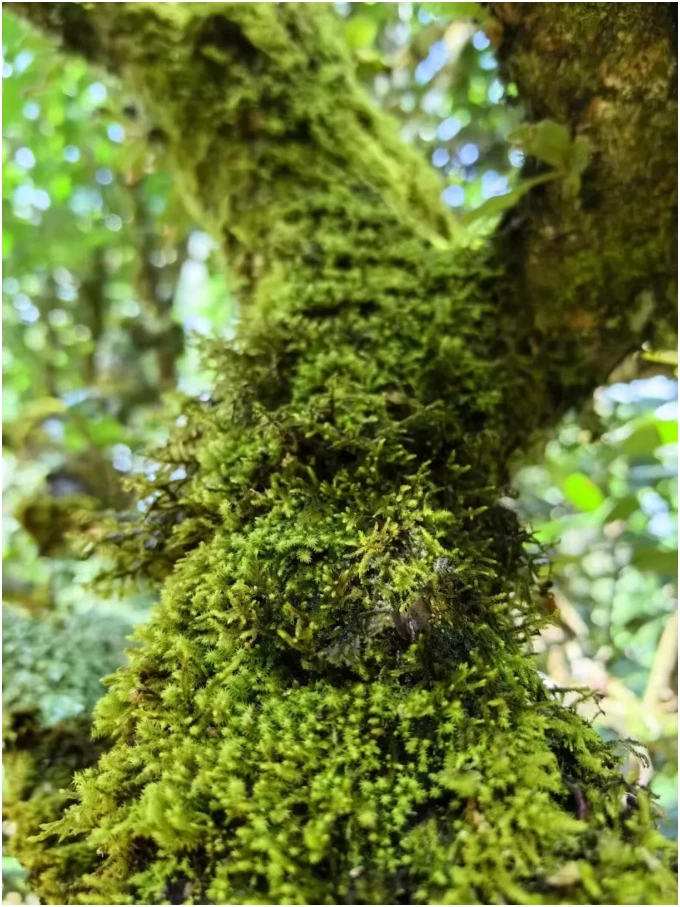 Moss on an older tea-tree trunk