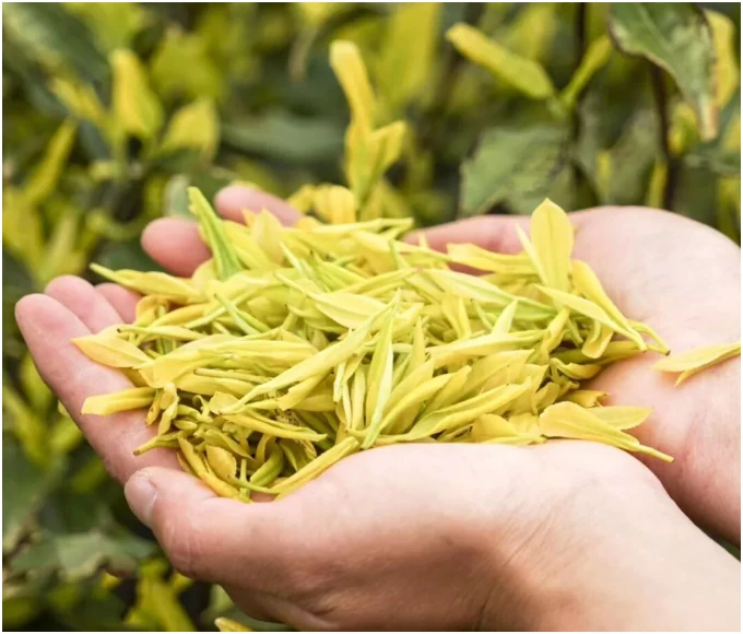 Pale yellow-green Huangjinya tea shoots held in two hands