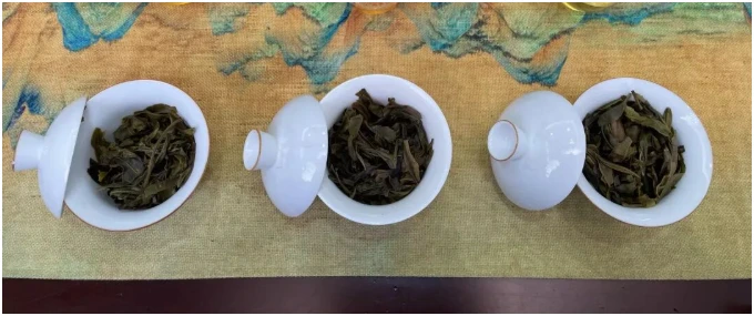 Three gaiwans with brewed leaves arranged for comparison