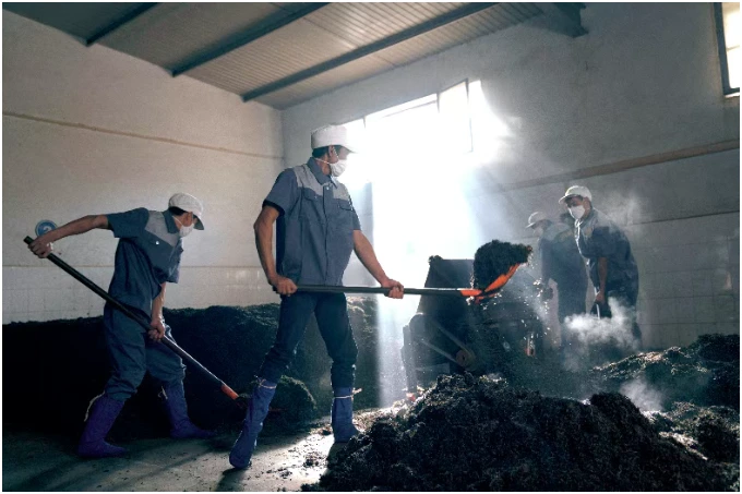 Workers turning a pile of tea during manufacture