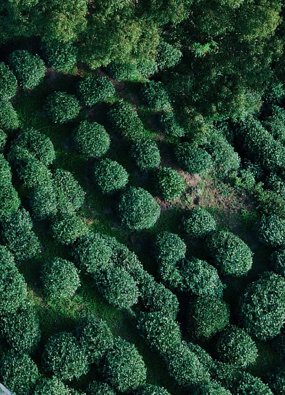Aerial view of tea bushes growing in rounded clumps
