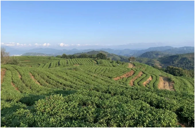Rows of tea bushes in a sunlit rolling landscape