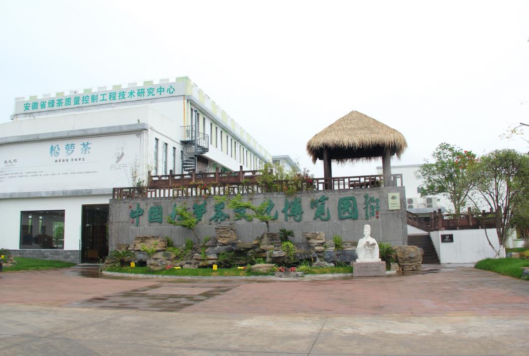 Songluo Tea
