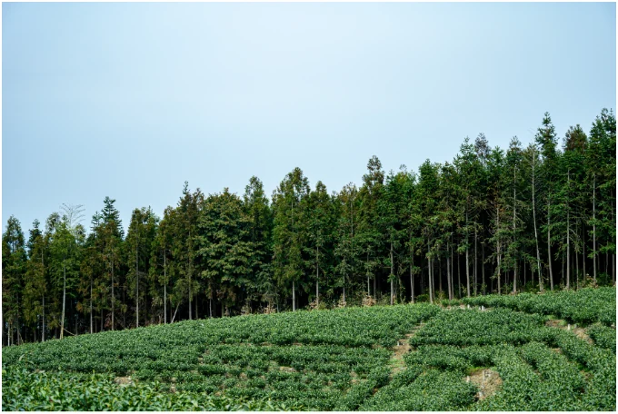 Tea field beside a stand of tall trees