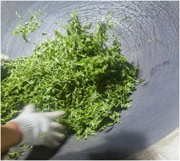 Fresh tea leaves being turned in a large processing pan