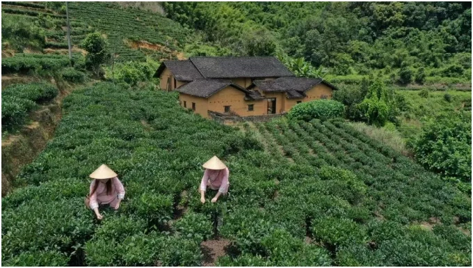 Tea pickers working on terraces beside a rural house