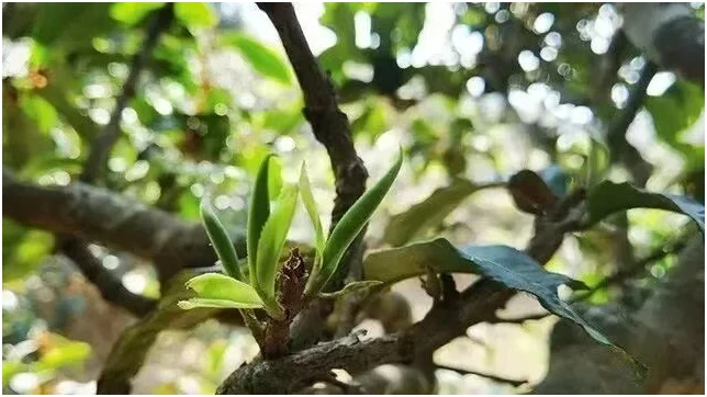 Young tea shoots among the branches of a tea plant