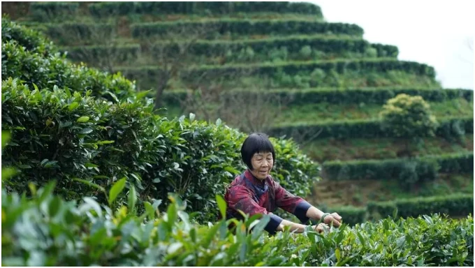 Tea worker in a terraced tea garden in Guangxi China
