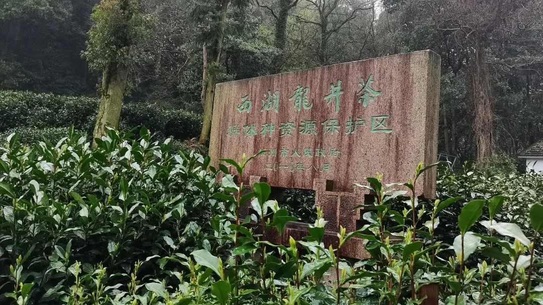 Stone engraved in Chinese with West Lake Longjing production protection area