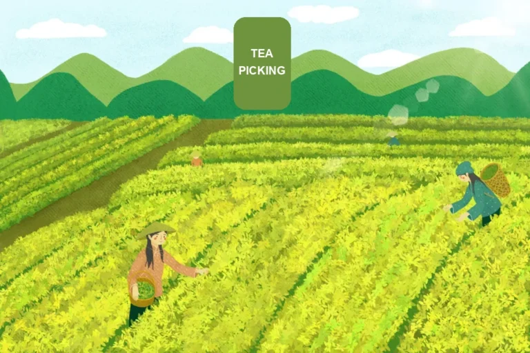 Illustration of tea picking in green hillside gardens